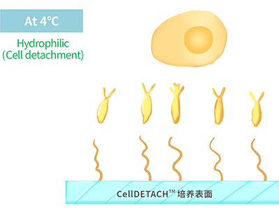4℃時(shí)，溫敏聚合物涂層為高分子伸直狀態(tài)，表現(xiàn)為親水性，利于貼壁細(xì)胞的脫落