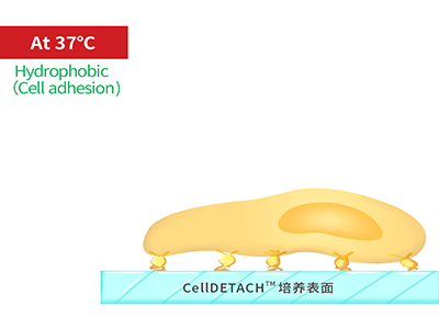 37℃時(shí)，溫敏聚合物涂層為高分子卷縮狀態(tài)，表現(xiàn)為輕度疏水性，更有利于細(xì)胞的貼附